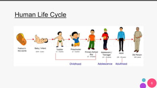 6
Human Life Cycle
 