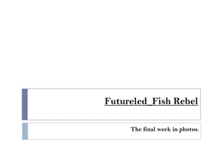 Futureled_Fish Rebel The final week in photos. 