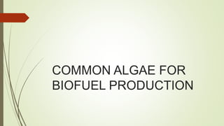 COMMON ALGAE FOR
BIOFUEL PRODUCTION
 