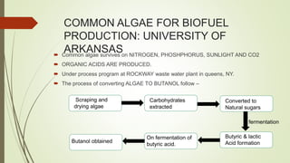 COMMON ALGAE FOR BIOFUEL
PRODUCTION: UNIVERSITY OF
ARKANSAS Common algae survives on NITROGEN, PHOSHPHORUS, SUNLIGHT AND CO2
 ORGANIC ACIDS ARE PRODUCED.
 Under process program at ROCKWAY waste water plant in queens, NY.
 The process of converting ALGAE TO BUTANOL follow –
Scraping and
drying algae
Carbohydrates
extracted
Converted to
Natural sugars
Butyric & lactic
Acid formation
fermentation
On fermentation of
butyric acid.
Butanol obtained
 