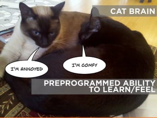 CAT BRAIN
I'M COMFY
I'M ANNOYED
PREPROGRAMMED ABILITY
TO LEARN/FEEL
 