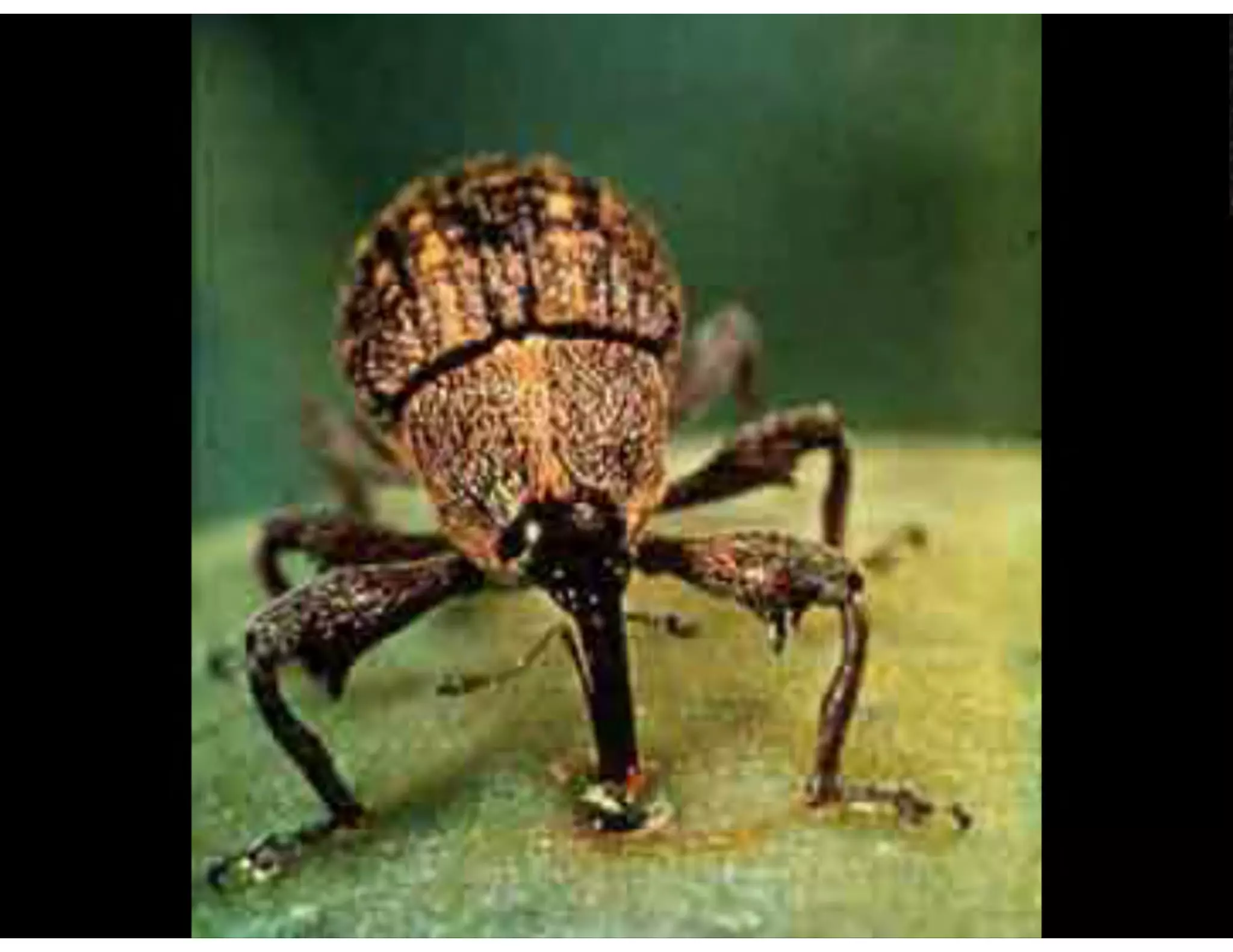 The Future for Virtual Worlds