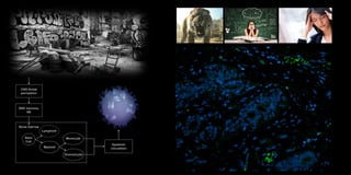 CNS threat
perception
SNS neurons,
NE
Bone marrow
Stem
Cell
Lymphoid
Myeloid
Granulocyte
Monocyte
Systemic
circulation
 