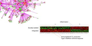 Socially isolated
Integrated
78131
Inflammation
Immunoglobulin G1 production
Type I interferon antiviral response
 
