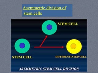 Future orthopedics basics of stem cells and tissue engineering dr ...