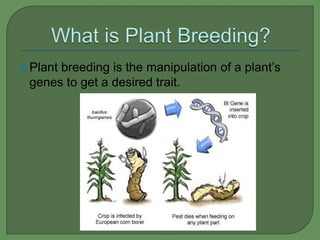  Plant
      breeding is the manipulation of a plant’s
 genes to get a desired trait.
 