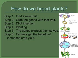 Step 1. Find a new trait.
Step 2. Grab the genes with that trait.
Step 3. DNA insertion.
Step 4. Planting.
Step 5. The genes express themselves.
Step 6. Farmers get the benefit of
  increased crop yield.
 