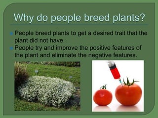  People  breed plants to get a desired trait that the
  plant did not have.
 People try and improve the positive features of
  the plant and eliminate the negative features.
 