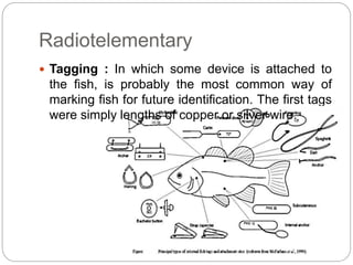 Radiotelementary
 Tagging : In which some device is attached to
the fish, is probably the most common way of
marking fish for future identification. The first tags
were simply lengths of copper or silver wire.
 