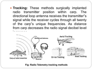  Tracking: These methods surgically implanted
radio transmitter position within carp. The
directional loop antenna receives the transmitter‟s
signal while the receiver cycles through all twenty
of the carp‟s unique frequencies. As distance
from carp decreases the radio signal decibel level
increases.
Fig: Radio Telemetry tracking methods
 