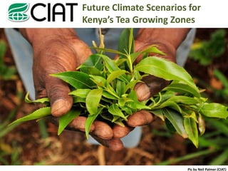 Future Climate Scenarios for
Kenya’s Tea Growing Zones




                        Pic by Neil Palmer (CIAT)
 