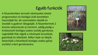 A fűszerkertben termelt növényeket iskolai
programokon és biológia órák keretében
használják fel, de szomszédos iskolák és
óvodák is gyakran látogatják. A fűszerkertnek 2
évente választanak új mentort, addig pedig a
kiválasztott biológia szakos osztály gondozza.
Leginkább fiúk végzik a növények locsolását,
gazolását és ültetését. Mikor lejár az idejük,
betanítják a következő biológia szakos gólya
osztályt a kert gondozására.
Egyéb funkciók
 