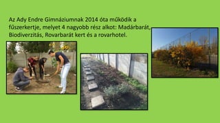 Az Ady Endre Gimnáziumnak 2014 óta működik a
fűszerkertje, melyet 4 nagyobb rész alkot: Madárbarát,
Biodiverzitás, Rovarbarát kert és a rovarhotel.
 