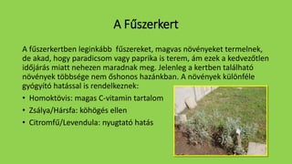A Fűszerkert
A fűszerkertben leginkább fűszereket, magvas növényeket termelnek,
de akad, hogy paradicsom vagy paprika is terem, ám ezek a kedvezőtlen
időjárás miatt nehezen maradnak meg. Jelenleg a kertben található
növények többsége nem őshonos hazánkban. A növények különféle
gyógyító hatással is rendelkeznek:
• Homoktövis: magas C-vitamin tartalom
• Zsálya/Hársfa: köhögés ellen
• Citromfű/Levendula: nyugtató hatás
 