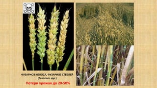 ФУЗАРИОЗ КОЛОСА, ФУЗАРИОЗ СТЕБЛЕЙ
(Fusarium spp.)
Потери урожая до 20-50%