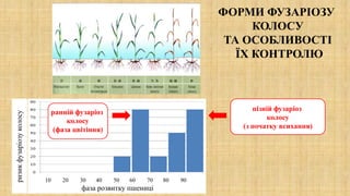 10 20 30 40 50 60 70 80 90
фаза розвитку пшениці
ризикфузаріозуколосу
ранній фузаріоз
колосу
(фаза цвітіння)
пізній фузаріоз
колосу
(з початку всихання)
ФОРМИ ФУЗАРІОЗУ
КОЛОСУ
ТА ОСОБЛИВОСТІ
ЇХ КОНТРОЛЮ