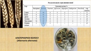 АЛЬТЕРНАРІОЗ КОЛОСУ
(Alternaria alternata)
