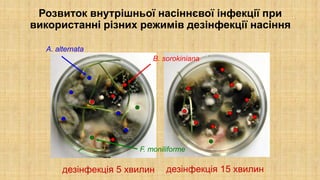 Розвиток внутрішньої насіннєвої інфекції при
використанні різних режимів дезінфекції насіння
дезінфекція 5 хвилин
B. sorokiniana
F. moniliforme
A. alternata
дезінфекція 15 хвилин