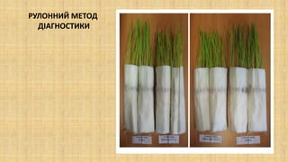 РУЛОННИЙ МЕТОД
ДІАГНОСТИКИ