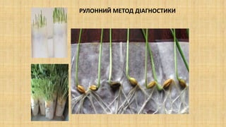 РУЛОННИЙ МЕТОД ДІАГНОСТИКИ