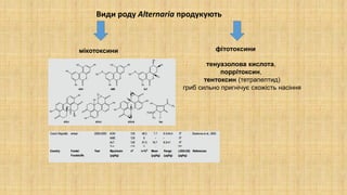 Види роду Alternaria продукують
мікотоксини фітотоксини
тенуазолова кислота,
поррітоксин,
тентоксин (тетрапептид)
гриб сильно пригнічує схожість насіння