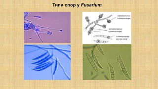 Типи спор у Fusarium