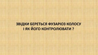 ЗВІДКИ БЕРЕТЬСЯ ФУЗАРІОЗ КОЛОСУ
І ЯК ЙОГО КОНТРОЛЮВАТИ ?