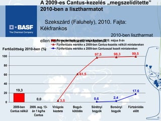A 2009-es Cantus-kezelés „megszelídítette” 2010-ben a lisztharmatot  Szekszárd (Faluhely), 2010. Fajta: Kékfrankos  2010-ben lisztharmat ellen nem permetezett mintaterek 