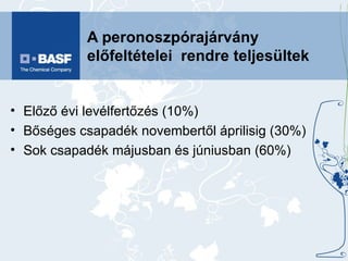 A peronoszpórajárvány előfeltételei  rendre teljesültek Előző évi levélfertőzés (10%) Bőséges csapadék novembertől áprilisig (30%) Sok csapadék májusban és júniusban (60%) 