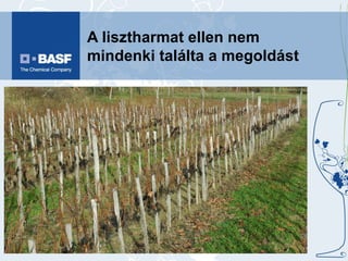 A lisztharmat ellen nem mindenki találta a megoldást 