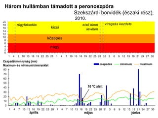 Három hullámban támadott a peronoszpóra  Szekszárdi borvidék (északi rész) , 2010. 