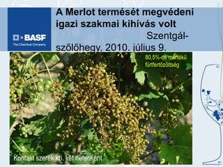A Merlot termését megvédeni igazi szakmai kihívás volt   Szentgál-szőlőhegy, 2010. július 9. 80,5%-os mértékű fürtfertőzöttség Kontakt szerek kb. két hetenként 