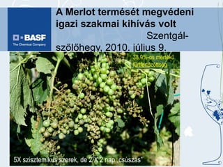 A Merlot termését megvédeni igazi szakmai kihívás volt   Szentgál-szőlőhegy, 2010. július 9. 5X szisztemikus szerek, de 2 X 2 nap „csúszás” 38,9%-os mértékű fürtfertőzöttség 