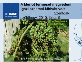 A Merlot termését megvédeni igazi szakmai kihívás volt   Szentgál-szőlőhegy, 2010. július 9. BASF-technológia, de 2 X 2 nap „csúszás” 36,3%-os mértékű fürtfertőzöttség 
