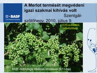 A Merlot termését megvédeni igazi szakmai kihívás volt   Szentgál-szőlőhegy, 2010. július 9. BASF-technológia tökéletes időzítéssel (9-11 nap) 0,3%-os mértékű fürtfertőzöttség 