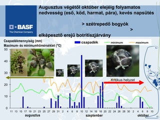 Augusztus végétől október elejéig folyamatos nedvesség (eső, köd, harmat, pára), kevés napsütés  > szétrepedő bogyók  > elképesztő erejű botritiszjárvány Kritikus helyzet 