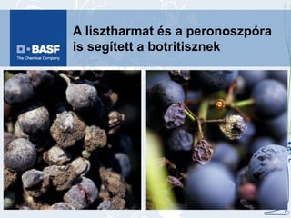 A lisztharmat és a peronoszpóra is segített a botritisznek 