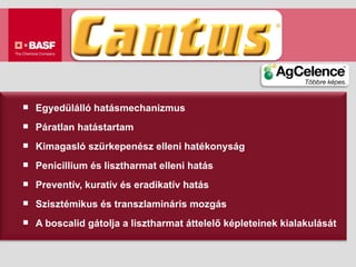 Egyedülálló hatásmechanizmus Páratlan hatástartam Kimagasló szürkepenész elleni hatékonyság Penicillium és lisztharmat elleni hatás Preventív, kuratív és eradikatív hatás Szisztémikus és transzlamináris mozgás A boscalid gátolja a lisztharmat áttelelő képleteinek kialakulását 