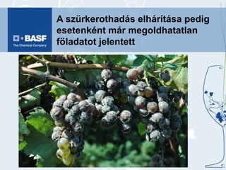 A szürkerothadás elhárítása pedig esetenként már megoldhatatlan föladatot jelentett 