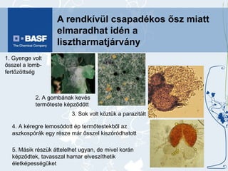 A rendkívül csapadékos ősz miatt elmaradhat idén a lisztharmatjárvány 1. Gyenge volt ősszel a lomb- fertőzöttség 2. A gombának kevés termőteste képződött 3. Sok volt köztük a parazitált 4. A kéregre lemosódott ép termőtestekből az aszkospórák egy része már ősszel kiszóródhatott 5. Másik részük áttelelhet ugyan, de mivel korán képződtek, tavasszal hamar elveszíthetik életképességüket 