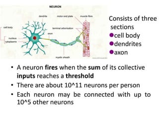 • A neuron fires when the sum of its collective
inputs reaches a threshold
• There are about 10^11 neurons per person
• Each neuron may be connected with up to
10^5 other neurons
Consists of three
sections
cell body
dendrites
axon
 