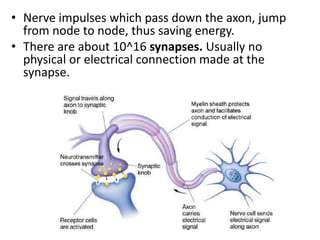 • Nerve impulses which pass down the axon, jump
from node to node, thus saving energy.
• There are about 10^16 synapses. Usually no
physical or electrical connection made at the
synapse.
 