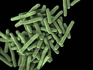 Cutaneous Tuberculosis