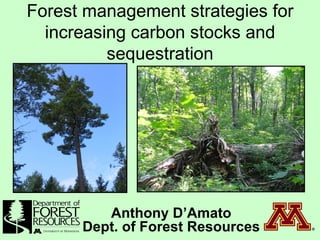 Forest management strategies for increasing carbon stocks and sequestration Anthony D’Amato Dept. of Forest Resources 