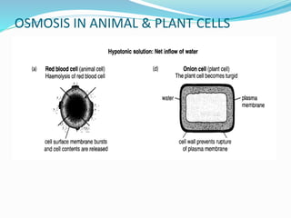 OSMOSIS IN ANIMAL & PLANT CELLS
 