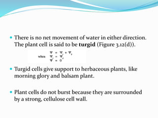  There is no net movement of water in either direction.
The plant cell is said to be turgid (Figure 3.12(d)).
 Turgid cells give support to herbaceous plants, like
morning glory and balsam plant.
 Plant cells do not burst because they are surrounded
by a strong, cellulose cell wall.
 