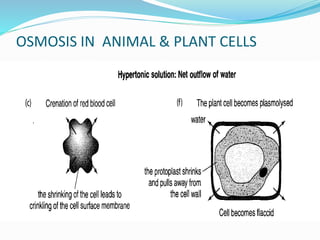 OSMOSIS IN ANIMAL & PLANT CELLS
 