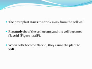  The protoplast starts to shrink away from the cell wall.
 Plasmolysis of the cell occurs and the cell becomes
flaccid (Figure 3.12(F).
 When cells become flaccid, they cause the plant to
wilt.
 