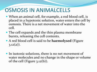 OSMOSIS IN ANIMALCELLS
 When an animal cell, for example, a red blood cell, is
placed in a hypotonic solution, water enters the cell by
osmosis. There is a net movement of water into the
cell.
 The cell expands and the thin plasma membrane
bursts, releasing the cell contents.
 A red blood cell is said to be haemolysed (Figure
3.12(a)).
 In isotonic solutions, there is no net movement of
water molecules and no change in the shape or volume
of the cell (Figure 3.12(b)).
 