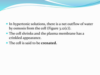  In hypertonic solutions, there is a net outflow of water
by osmosis from the cell (Figure 3.12(c)).
 The cell shrinks and the plasma membrane has a
crinkled appearance.
 The cell is said to be crenated.
 